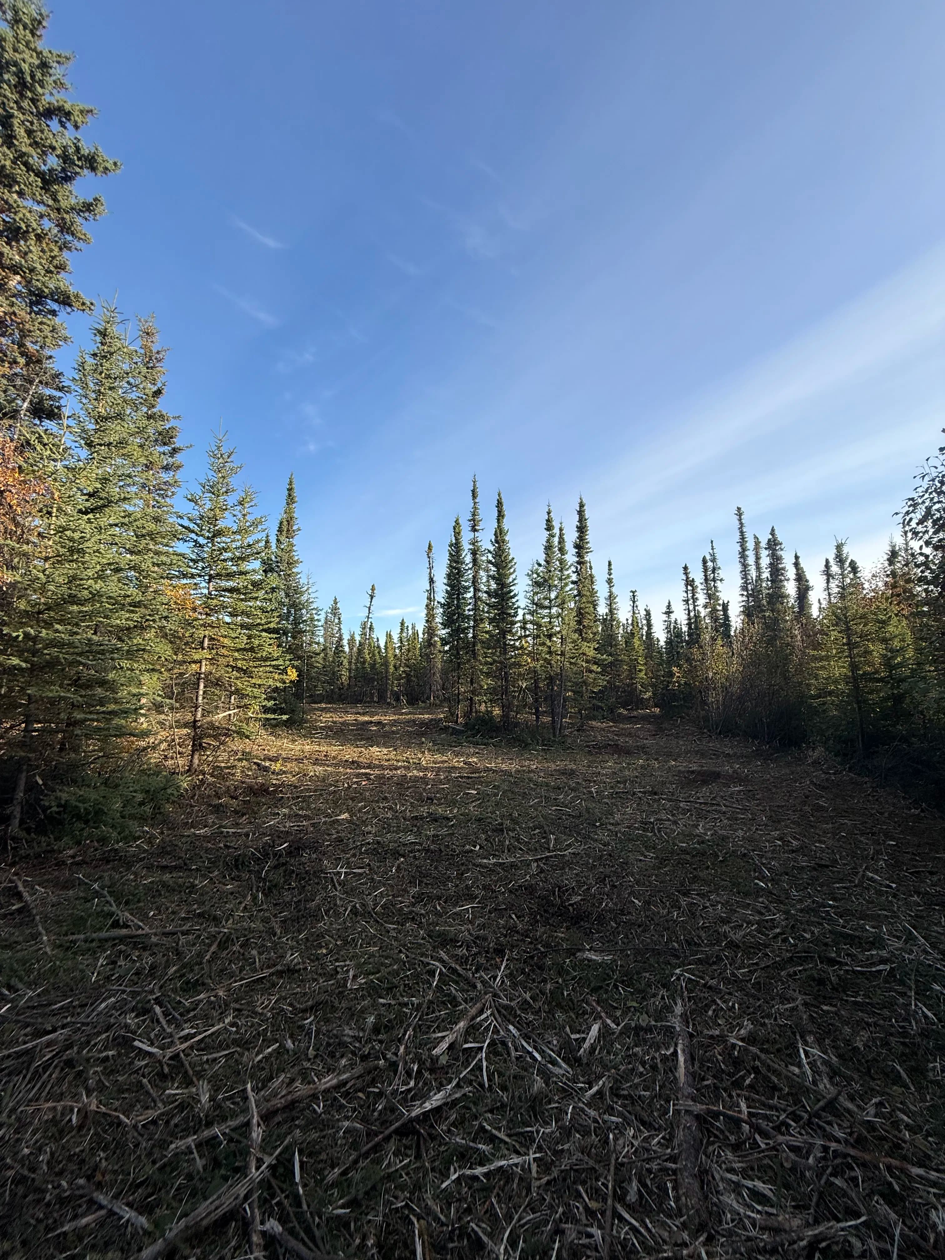 Project Brush Clearing Opens Up Overgrown Property image