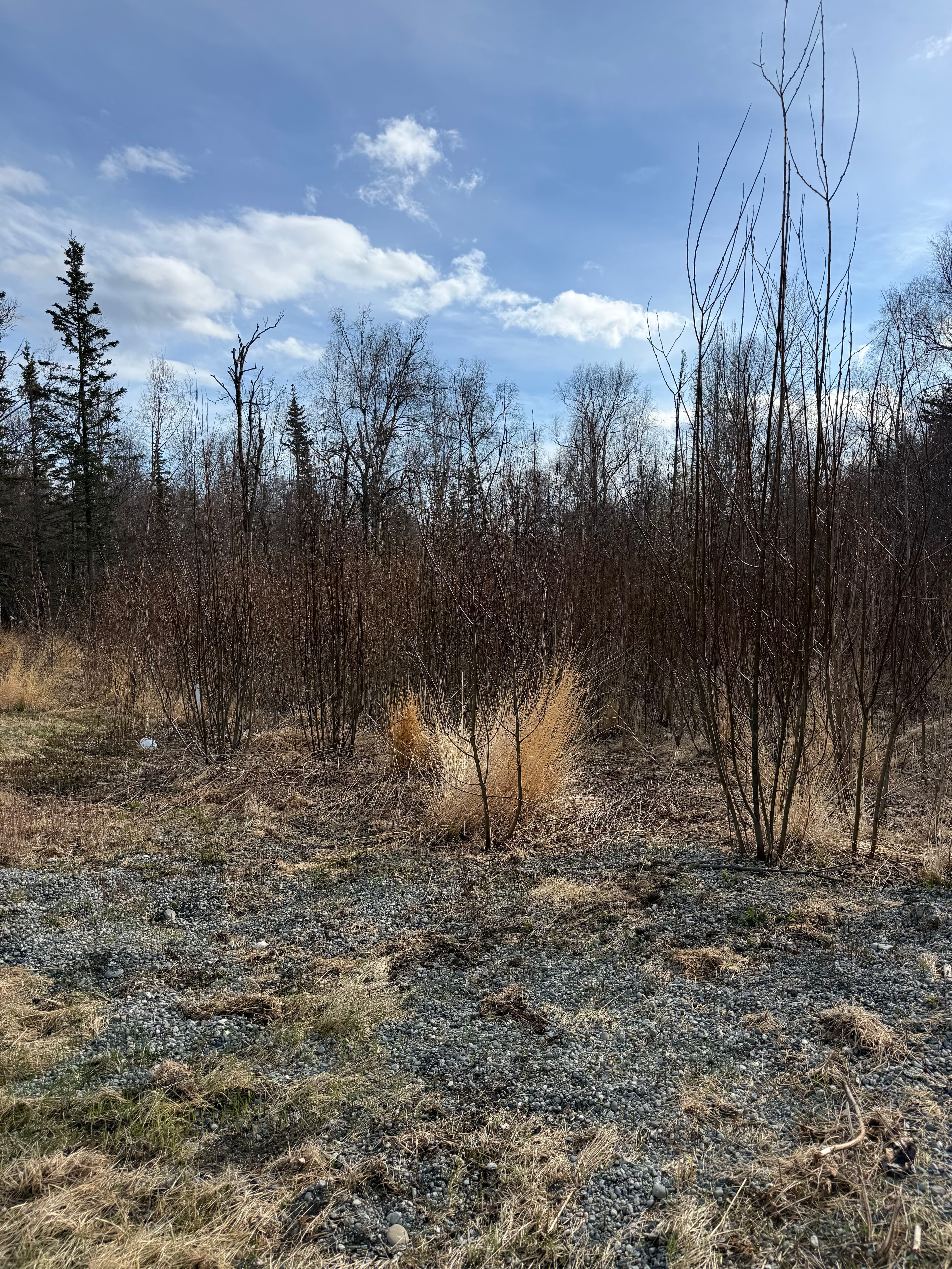 Project Brush Hog Land Clearing Cleans Up Overgrown Property in Palmer image