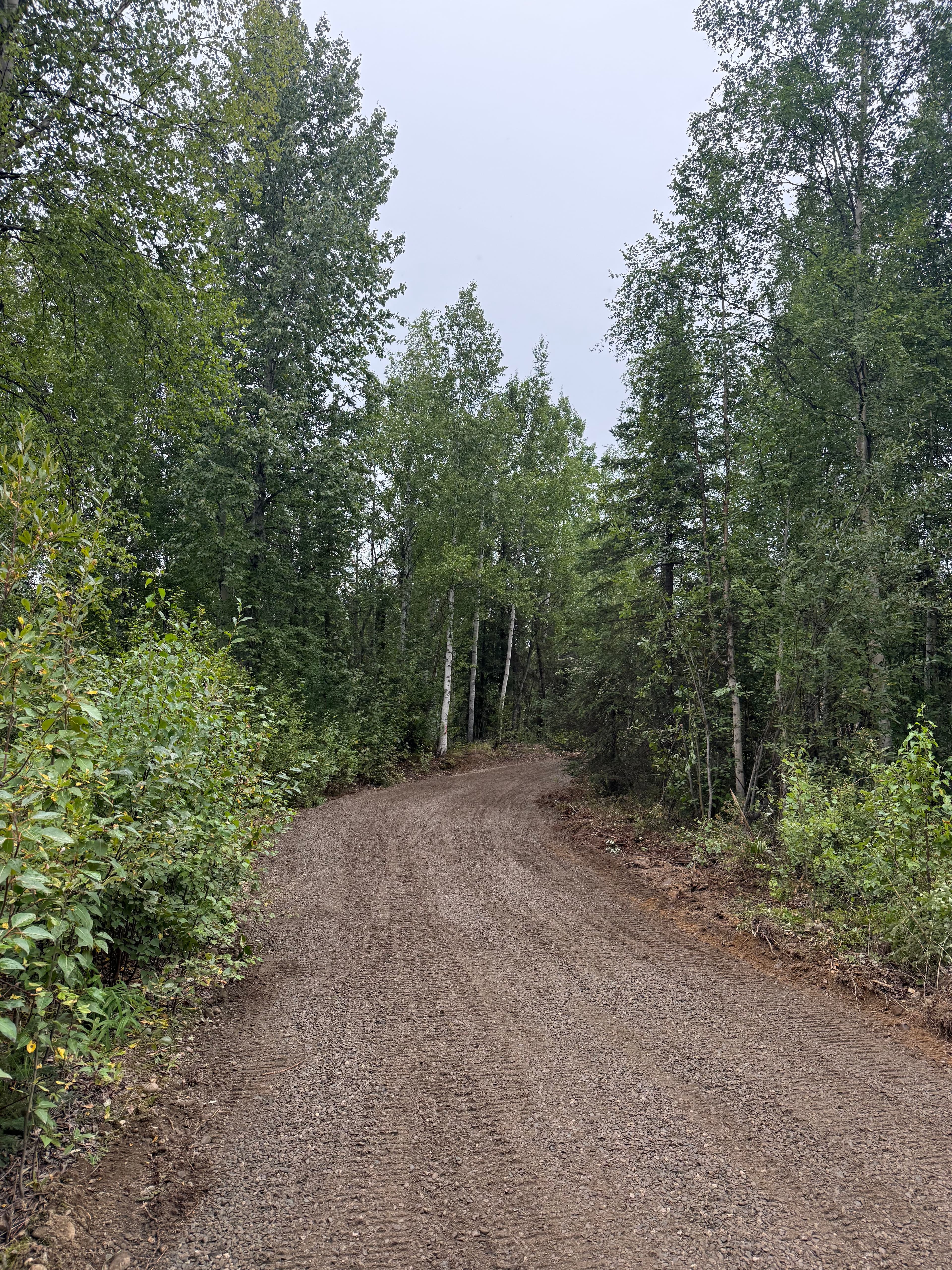 Project Turning Raw Woodland Into a Solid Gravel Driveway image