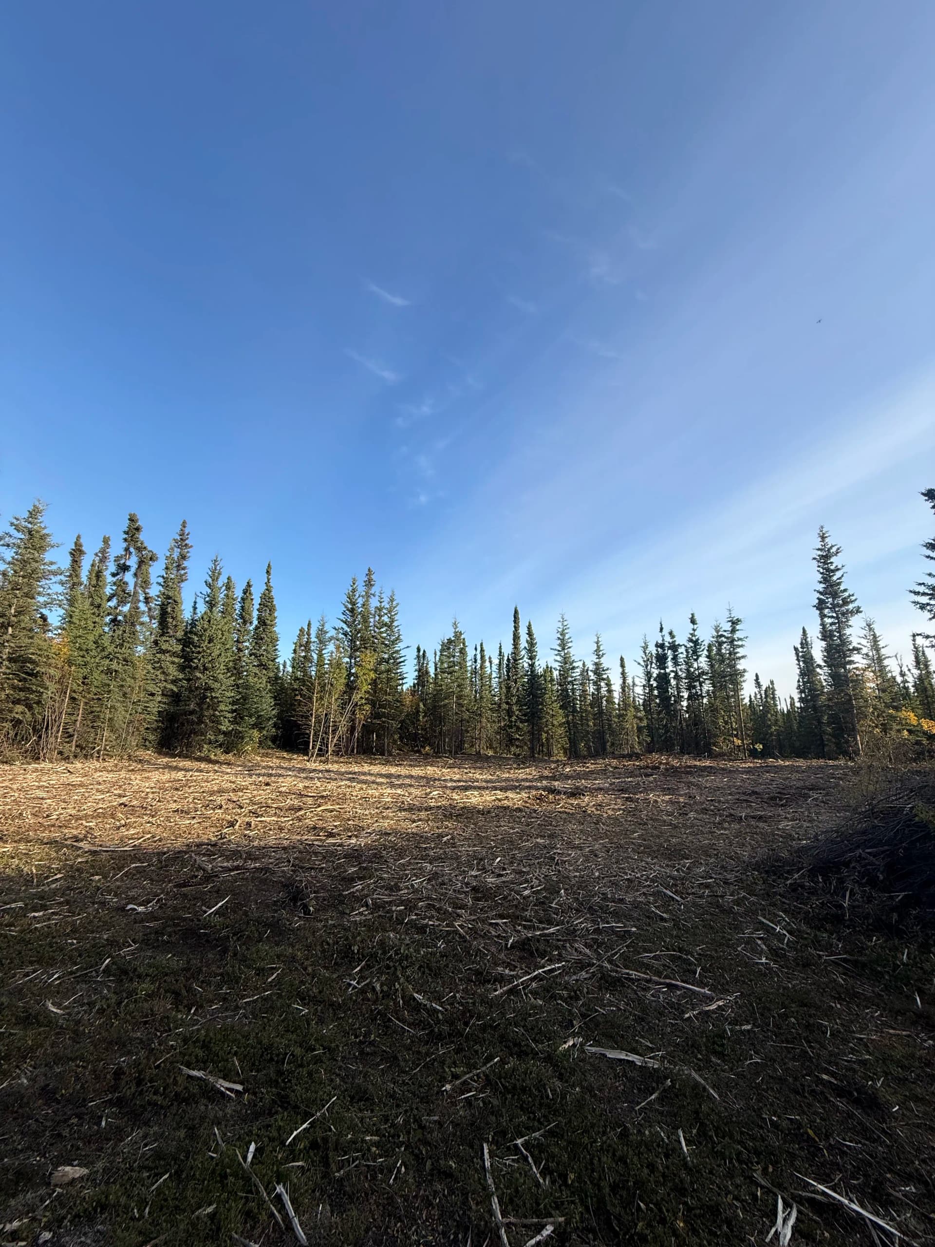 Gallery photos for Brush Clearing Opens Up Overgrown Property: Image #1